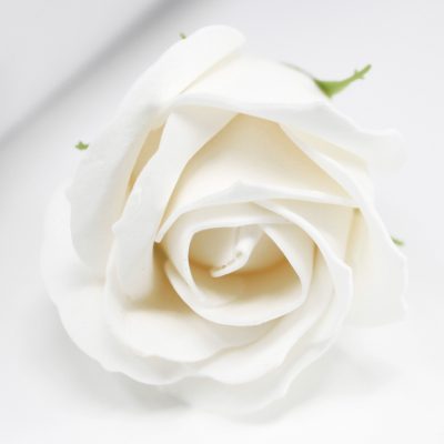 White Rose flowers